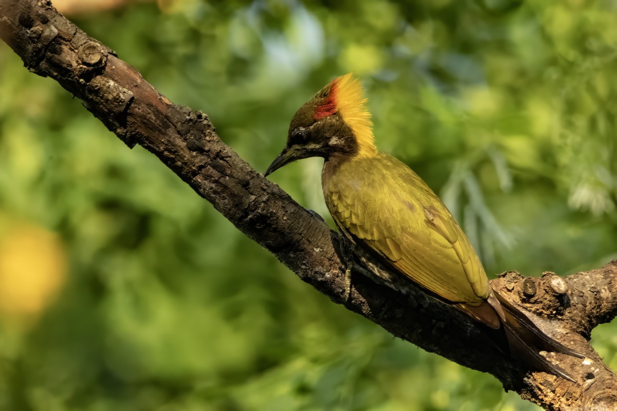 Lesser Yellownape - ML641600246