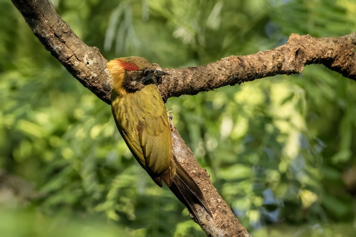 Lesser Yellownape - ML641600248