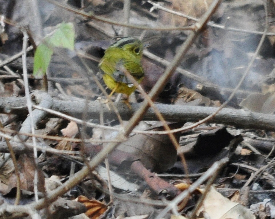 budníček himálajský - ML641600255