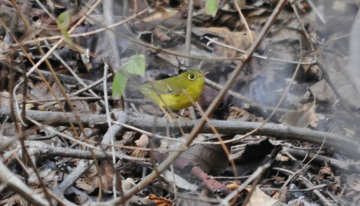 budníček himálajský - ML641600256