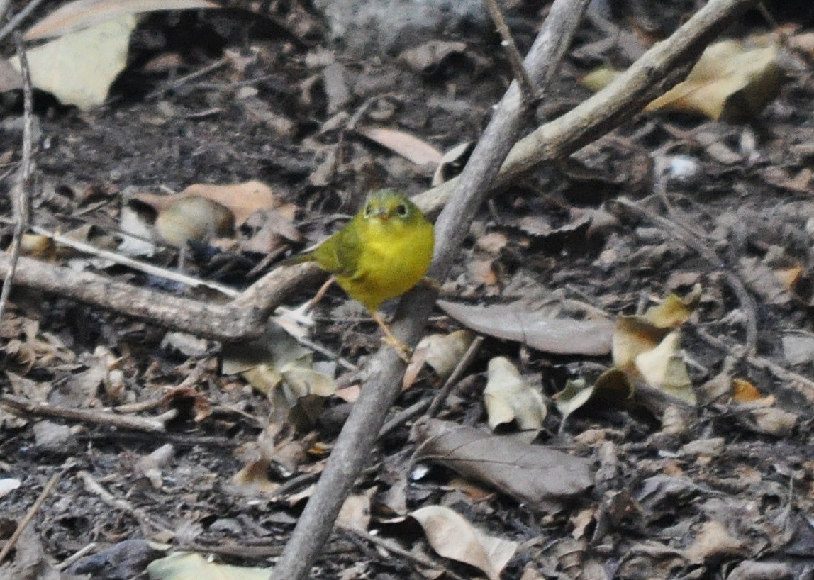 budníček himálajský - ML641600257