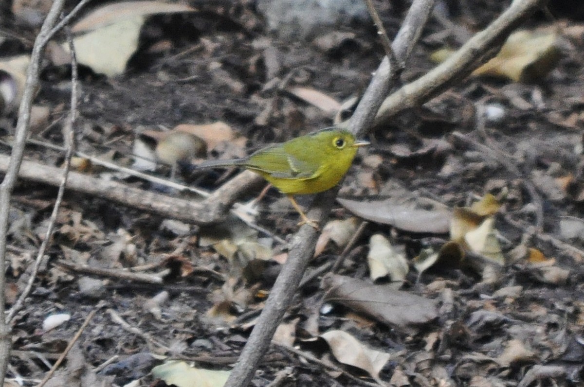 budníček himálajský - ML641600258