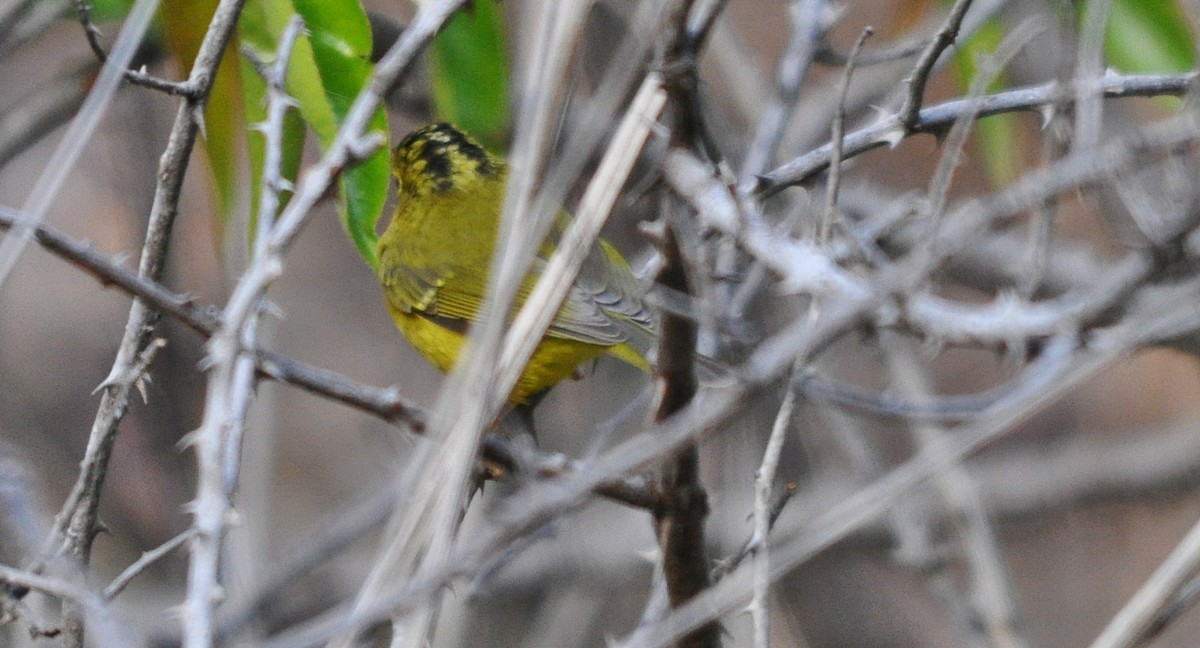 budníček himálajský - ML641600259