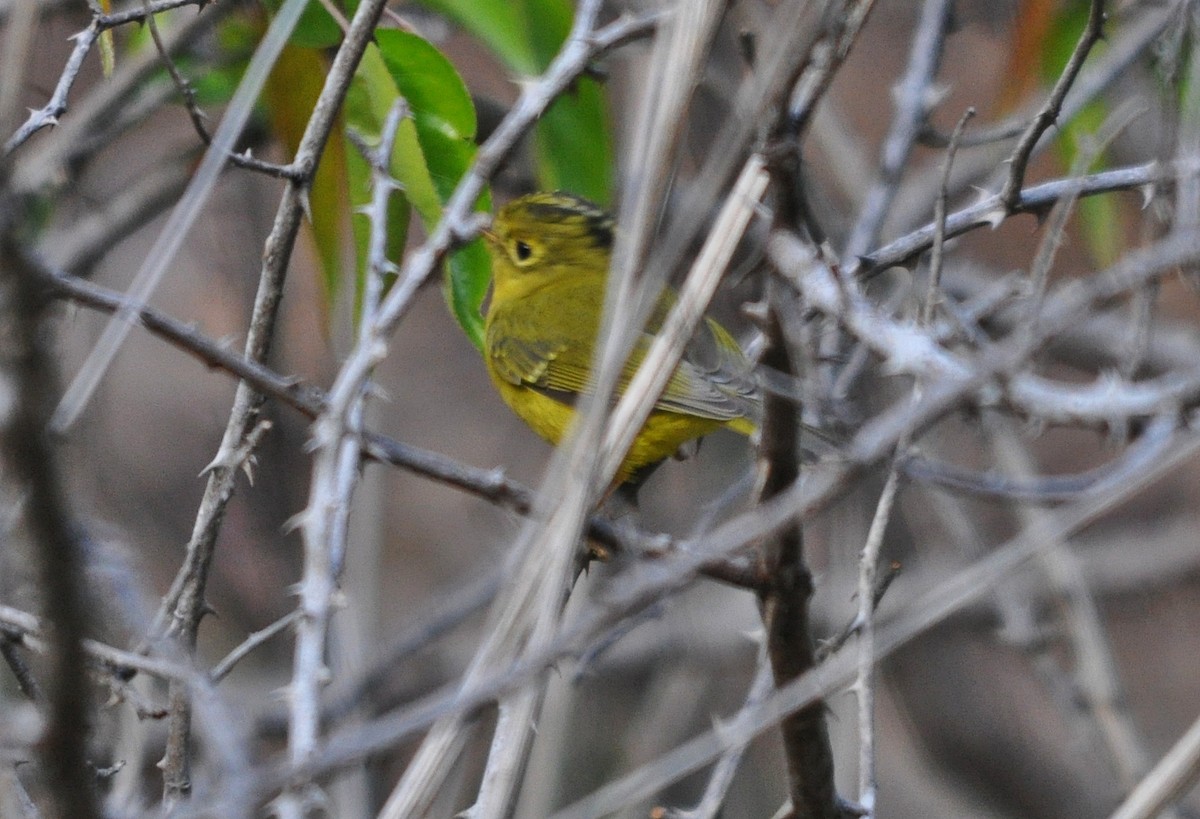 budníček himálajský - ML641600260