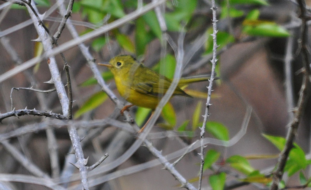 budníček himálajský - ML641600261