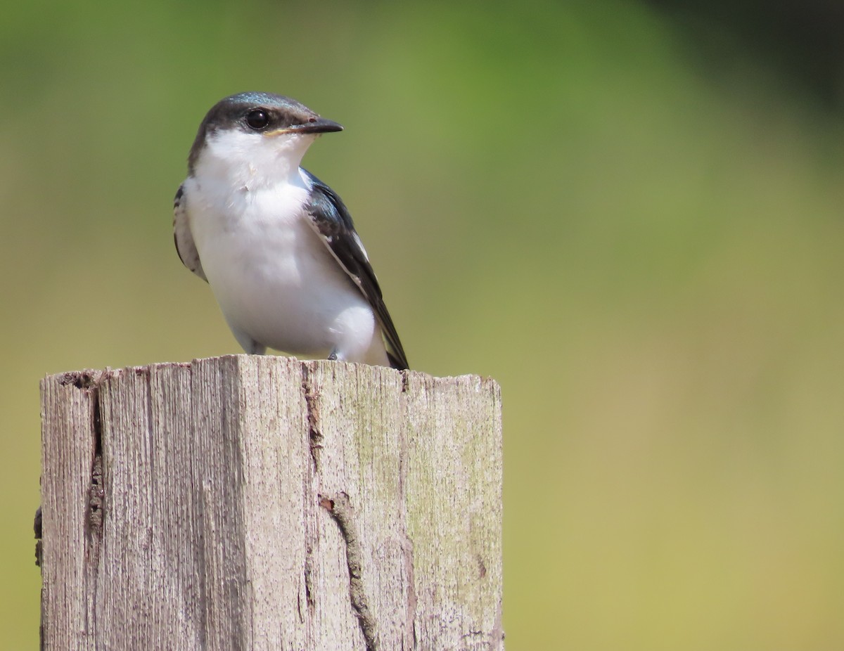 White-winged Swallow - ML641600280