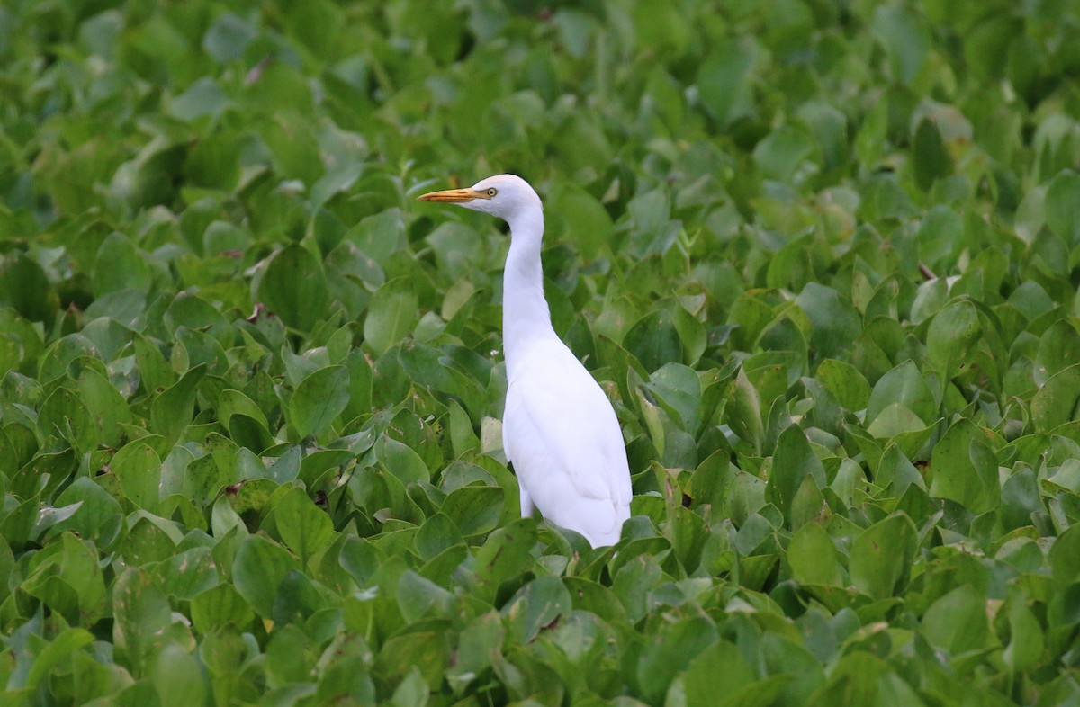 Western Cattle-Egret - ML641600289