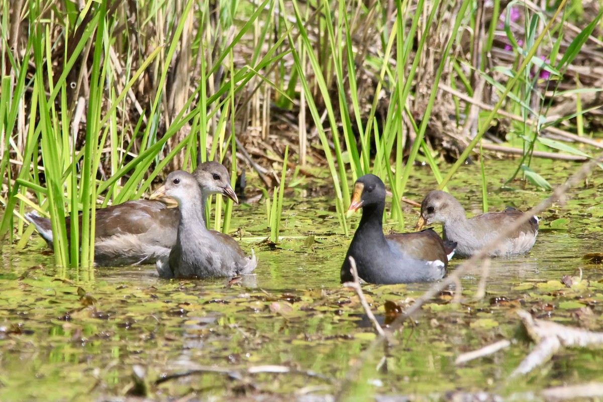 Common Gallinule - ML641600290
