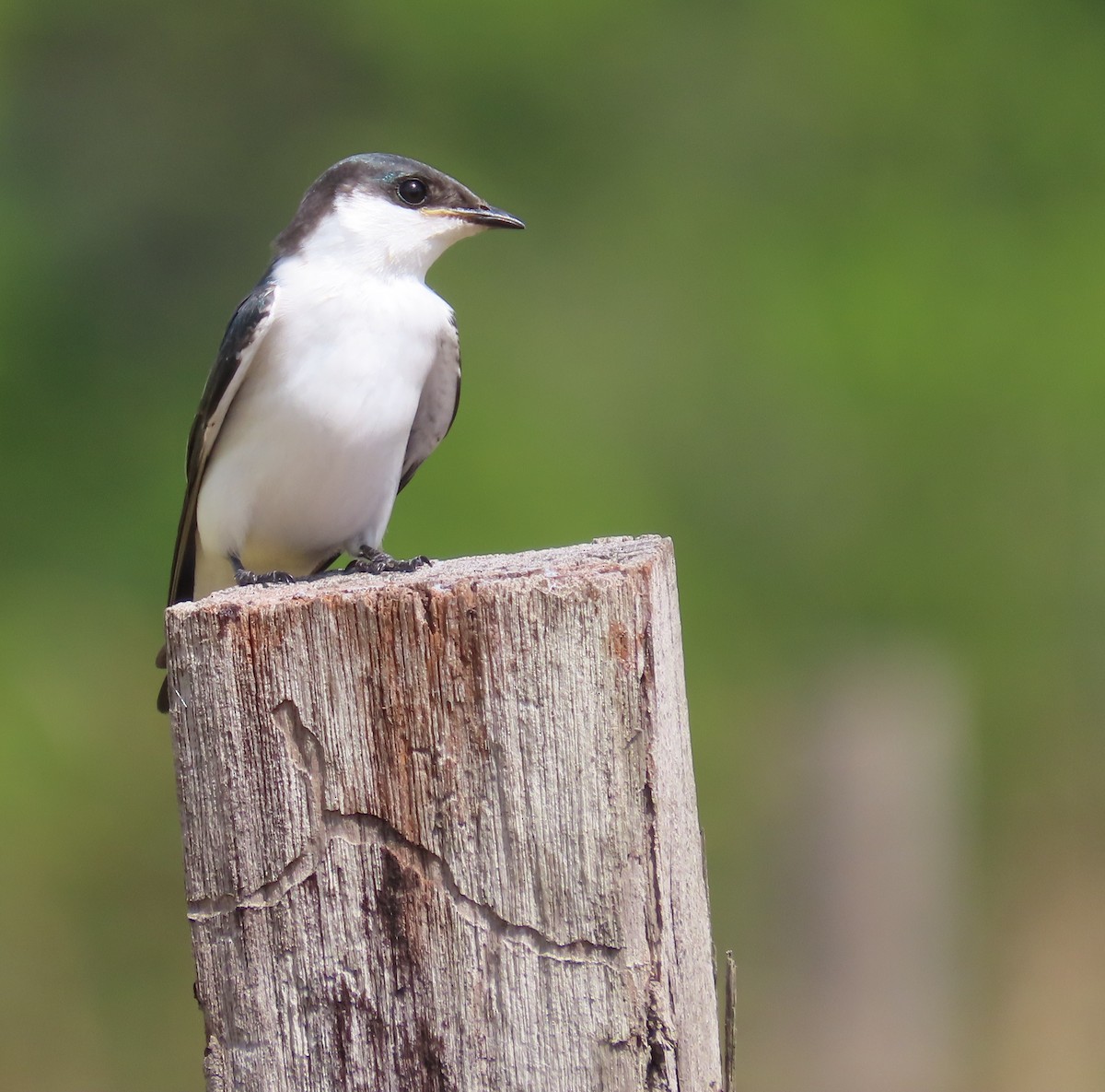 White-winged Swallow - ML641600302