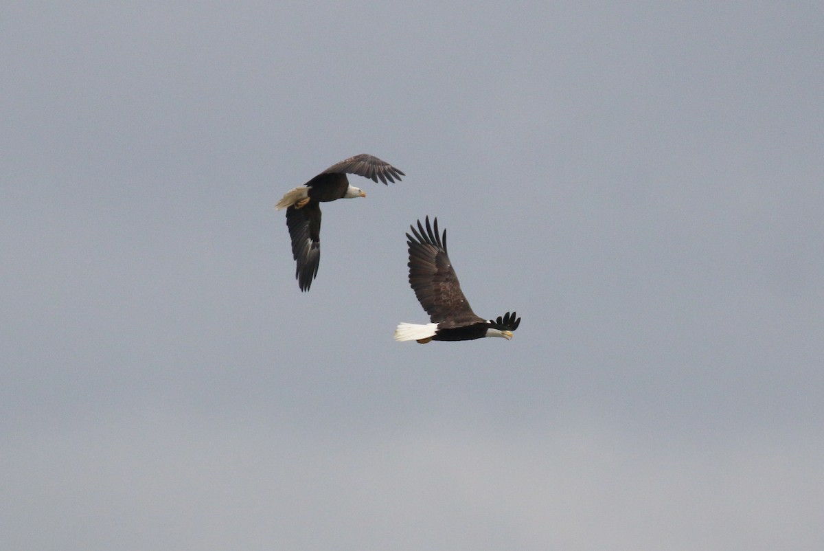 Bald Eagle - ML641600305