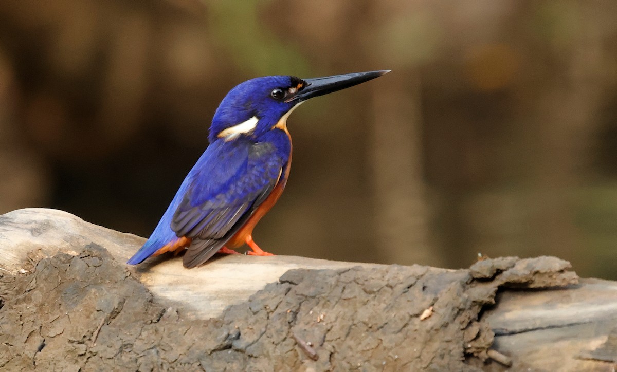 Azure Kingfisher - ML641600330