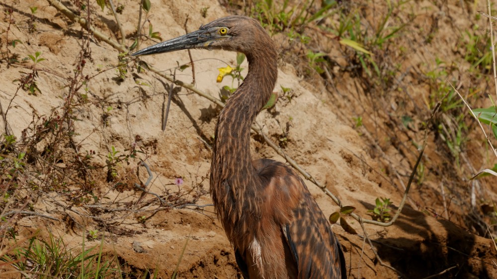 Great-billed Heron - ML641600347