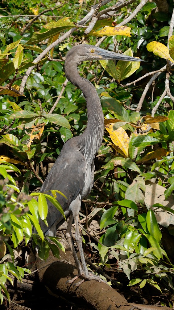 Great-billed Heron - ML641600348