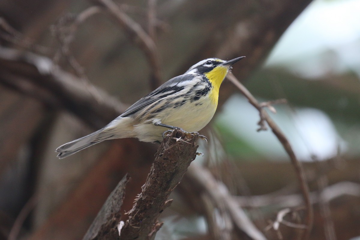 Yellow-throated Warbler - ML641600358