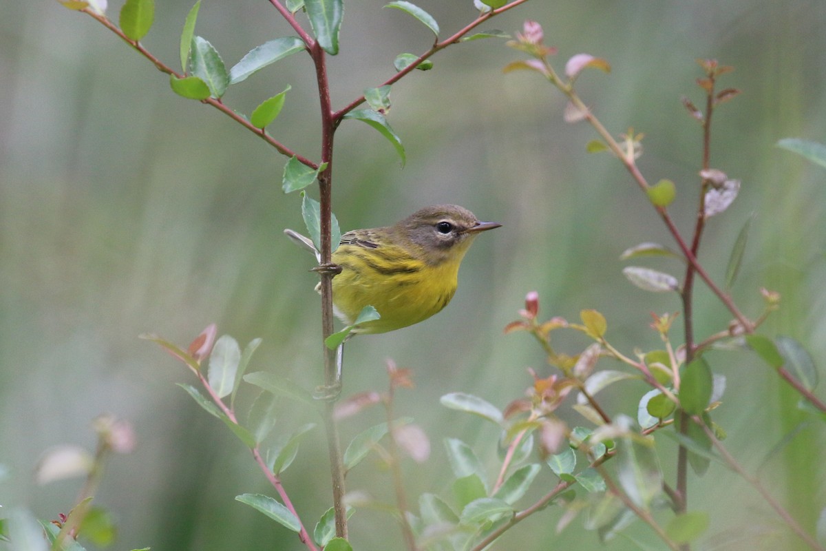 Prairie Warbler - ML641600362