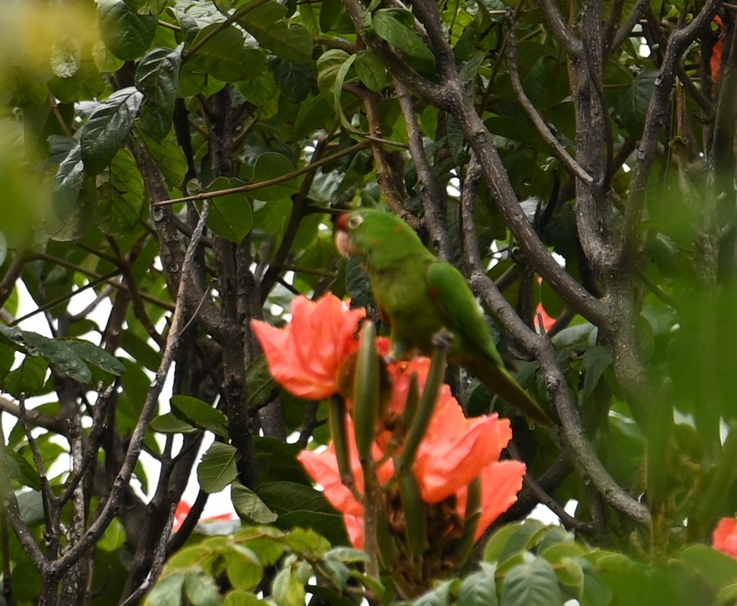 Crimson-fronted Parakeet - ML641600374