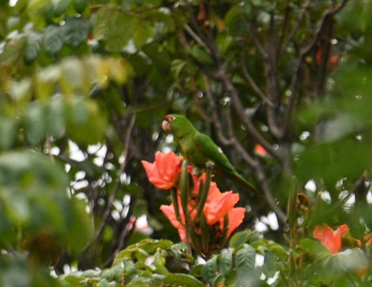 Crimson-fronted Parakeet - ML641600375