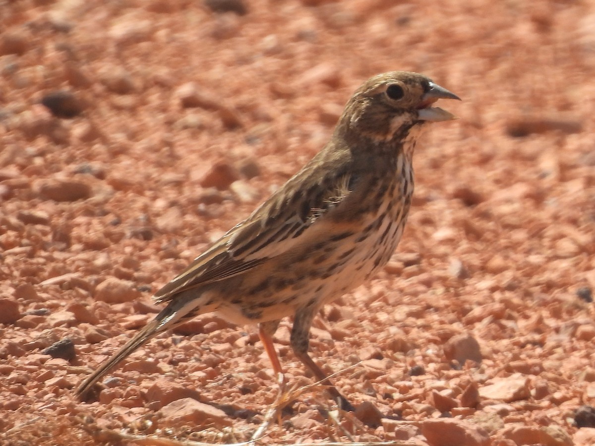 Lark Bunting - ML641600400