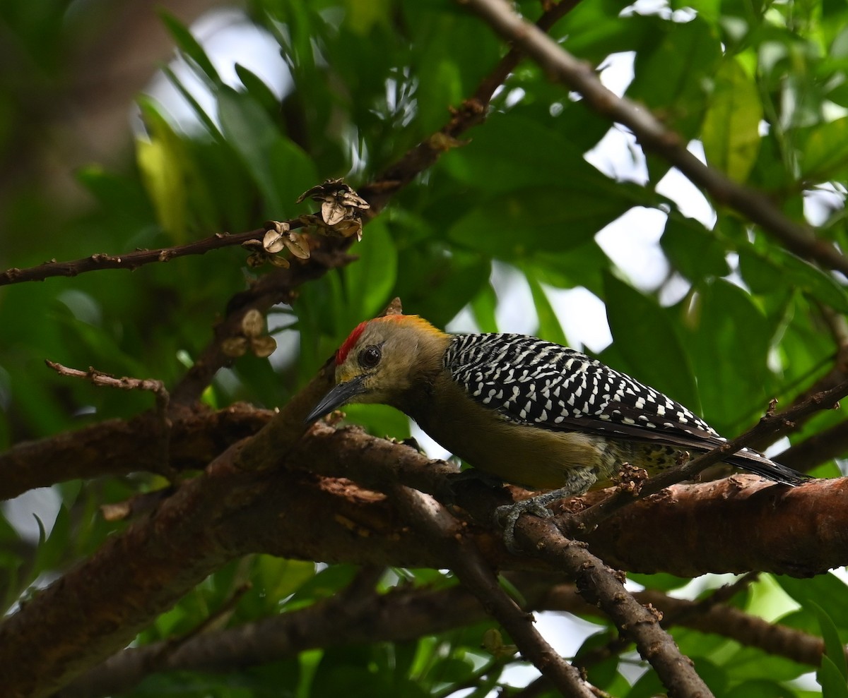 Hoffmann's Woodpecker - ML641600403