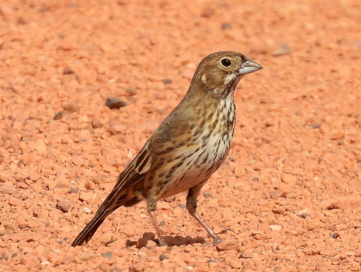 Lark Bunting - ML641600414