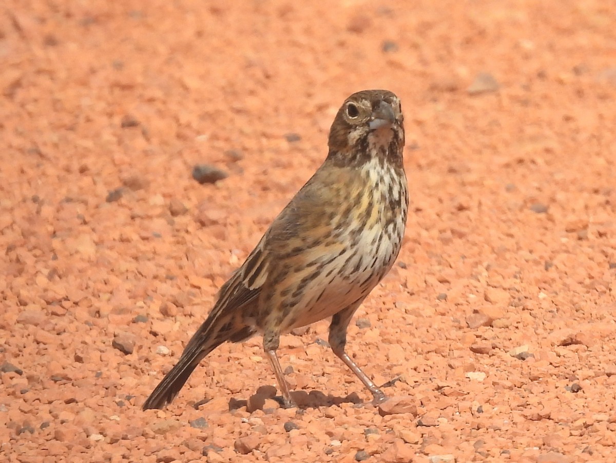 Lark Bunting - ML641600415