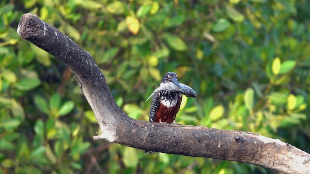 Giant Kingfisher - ML641600416