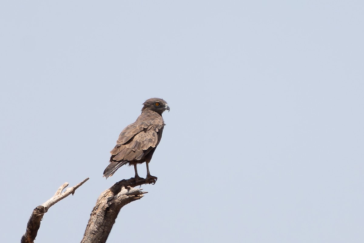 Einfarb-Schlangenadler - ML641600418