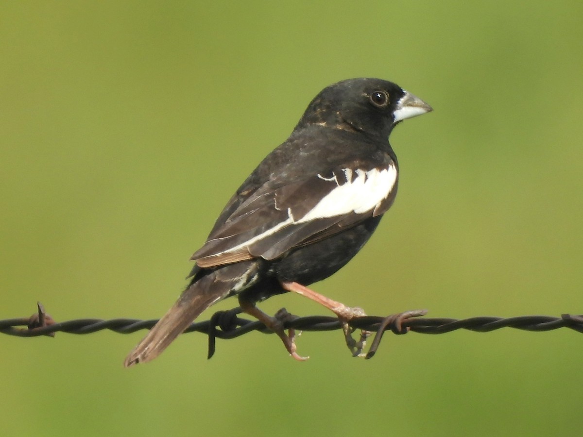 Lark Bunting - ML641600424