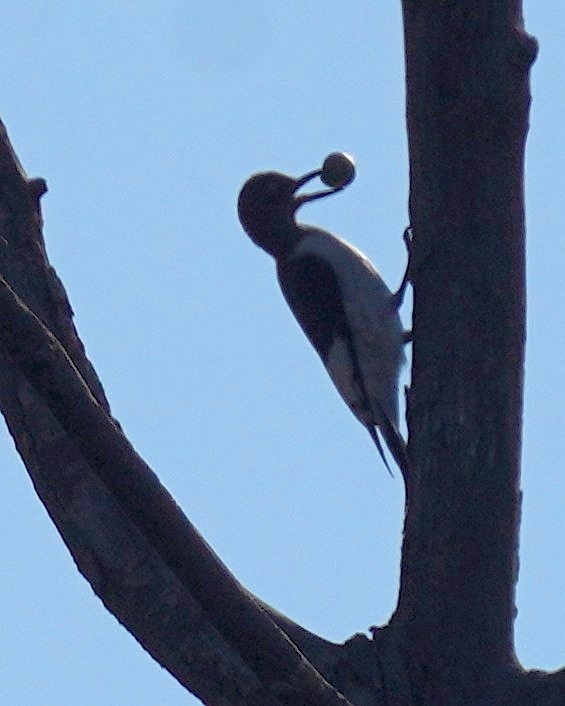 Red-headed Woodpecker - ML641600459