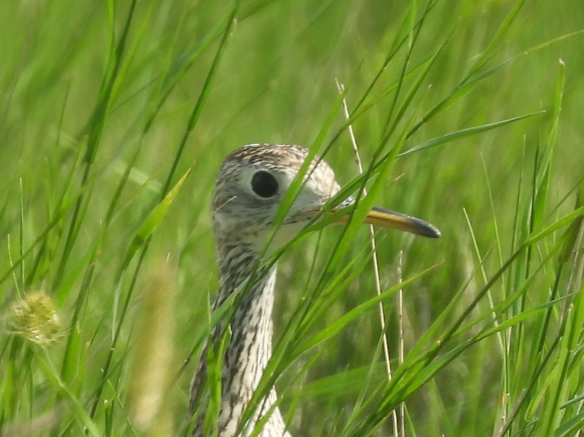 Upland Sandpiper - ML641600460