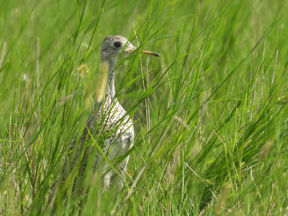 Upland Sandpiper - ML641600461