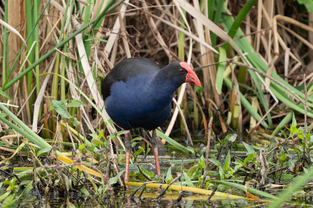Australasian Swamphen - ML641600468
