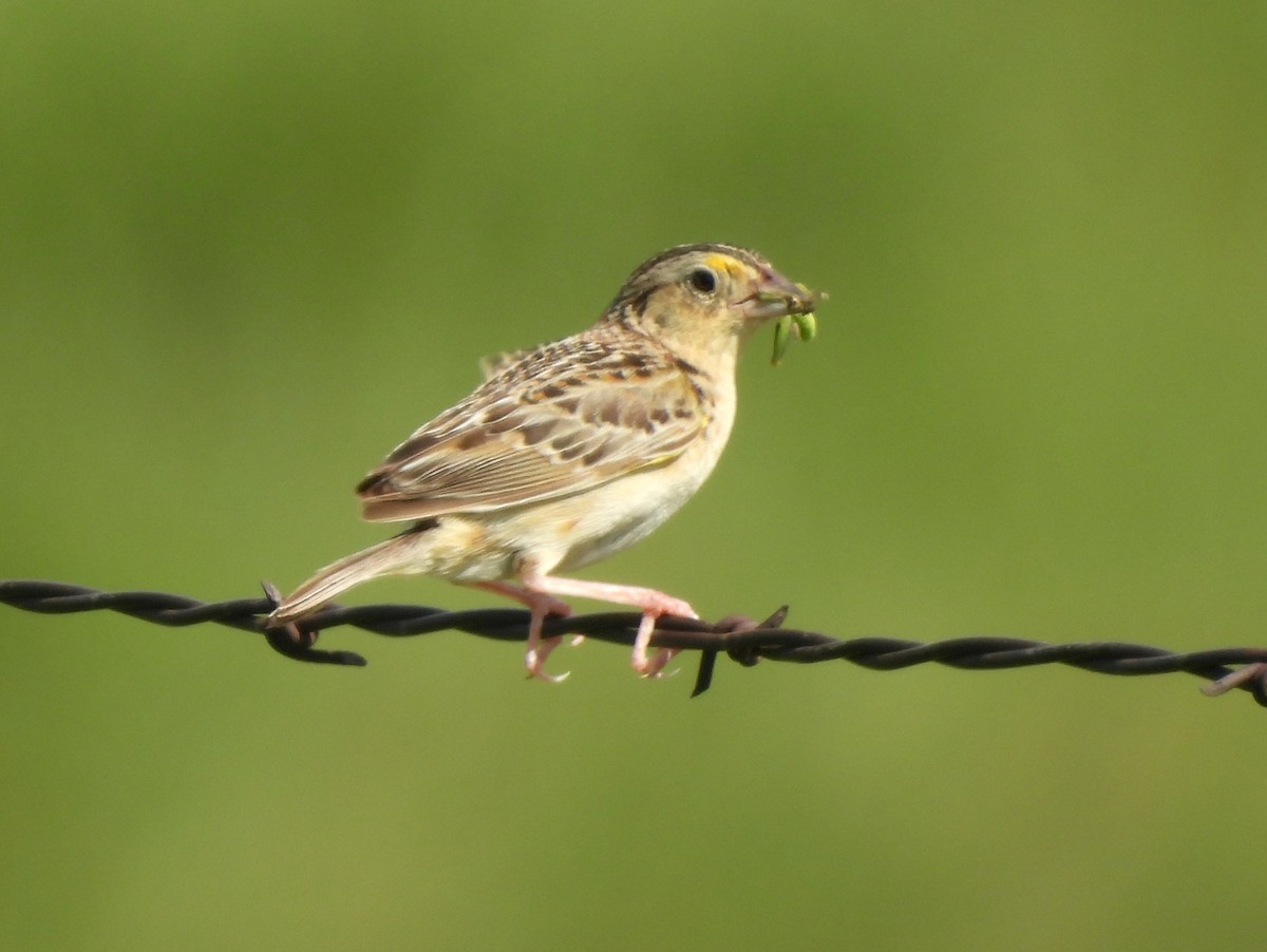 Grasshopper Sparrow - ML641600476
