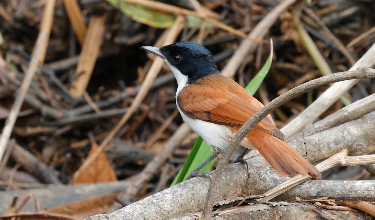 Shining Flycatcher - ML641600477