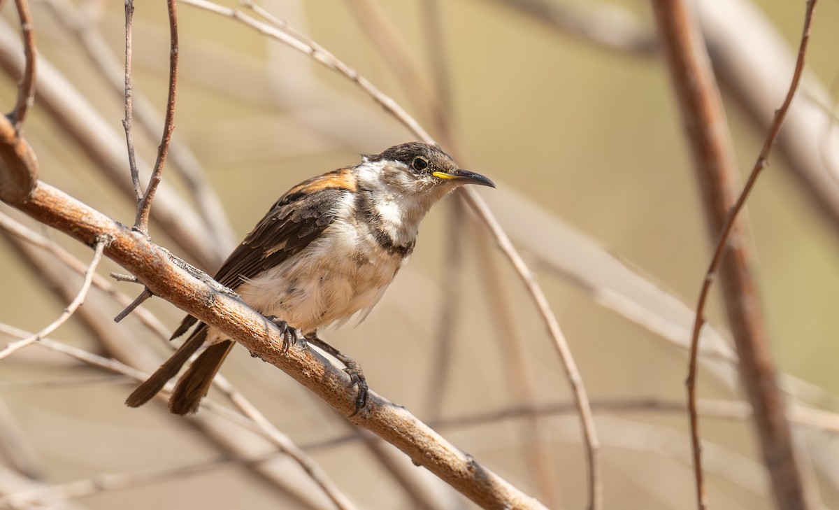 Banded Honeyeater - ML641600483