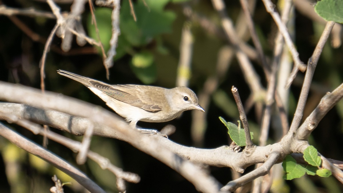 Garden Warbler - ML641600529