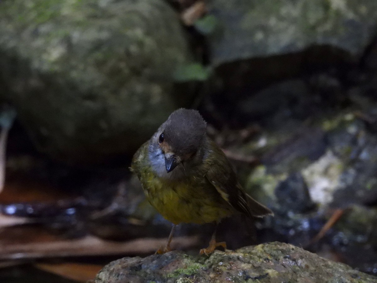 Pale-yellow Robin - ML641600539