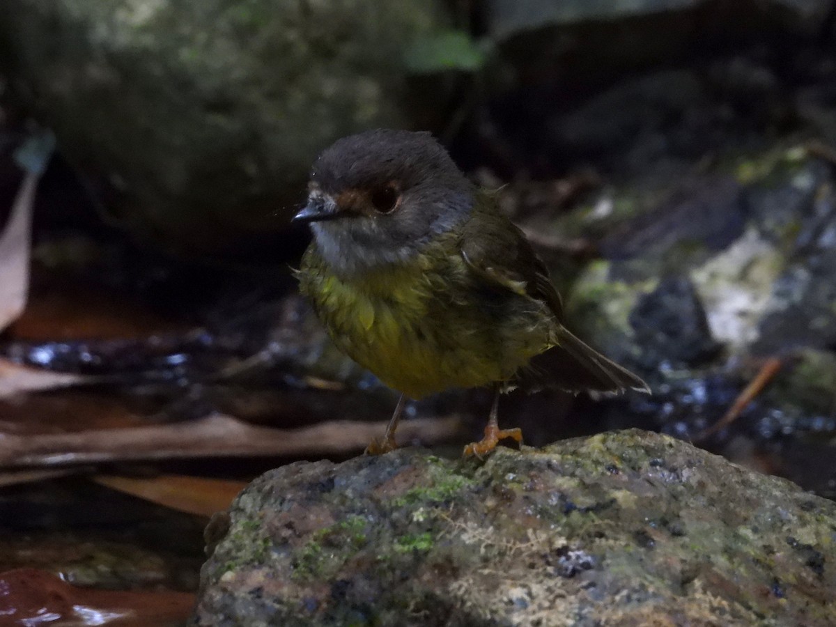 Pale-yellow Robin - ML641600540
