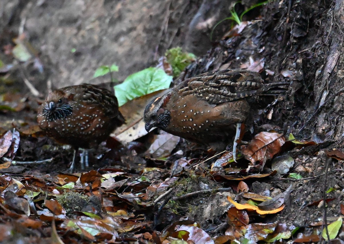 Spotted Wood-Quail - ML641600544