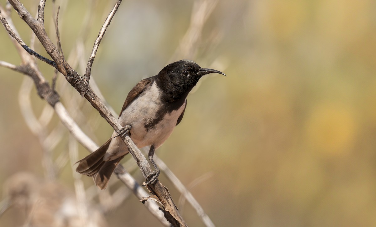 Black Honeyeater - ML641600545