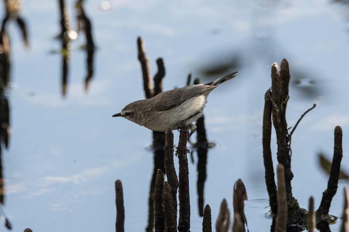 mangrovegerygone - ML641600558