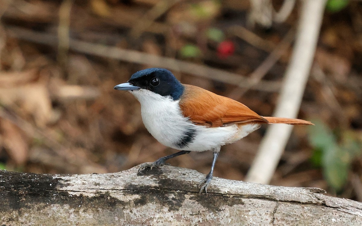 Shining Flycatcher - ML641600582