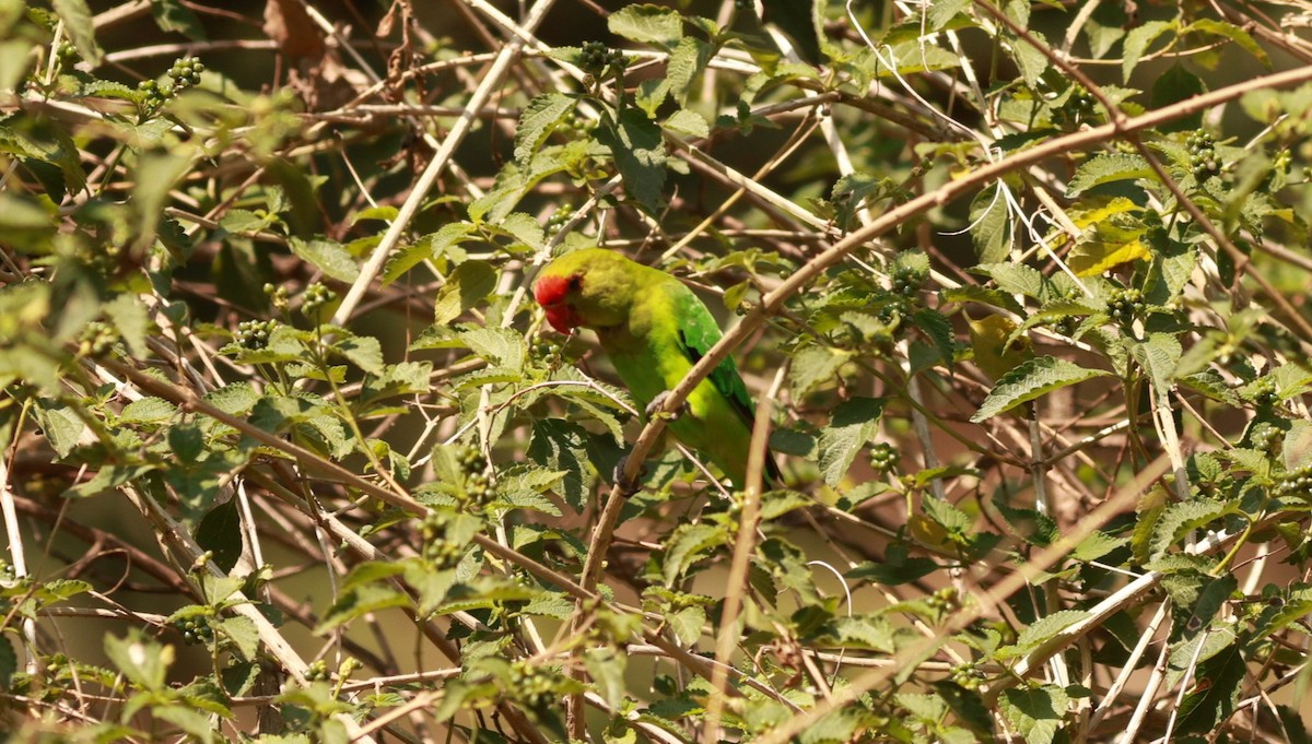 Black-winged Lovebird - ML641600602