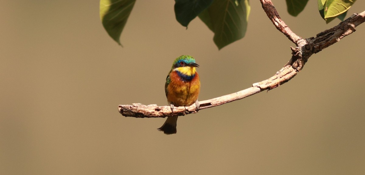 Ethiopian Bee-eater - ML641600609