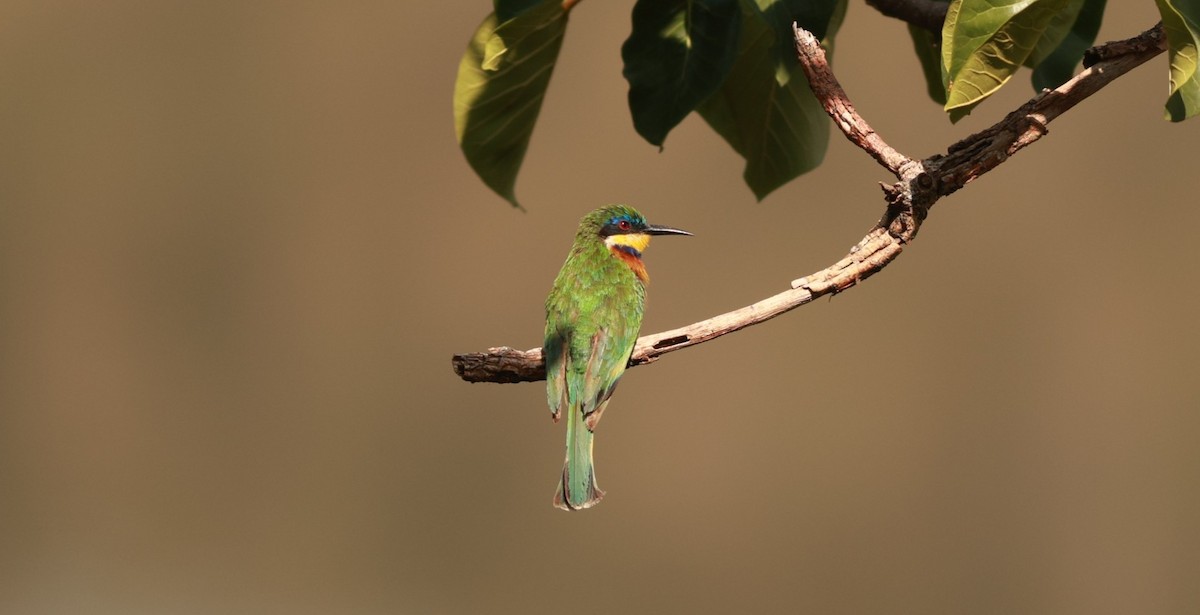 Ethiopian Bee-eater - ML641600614