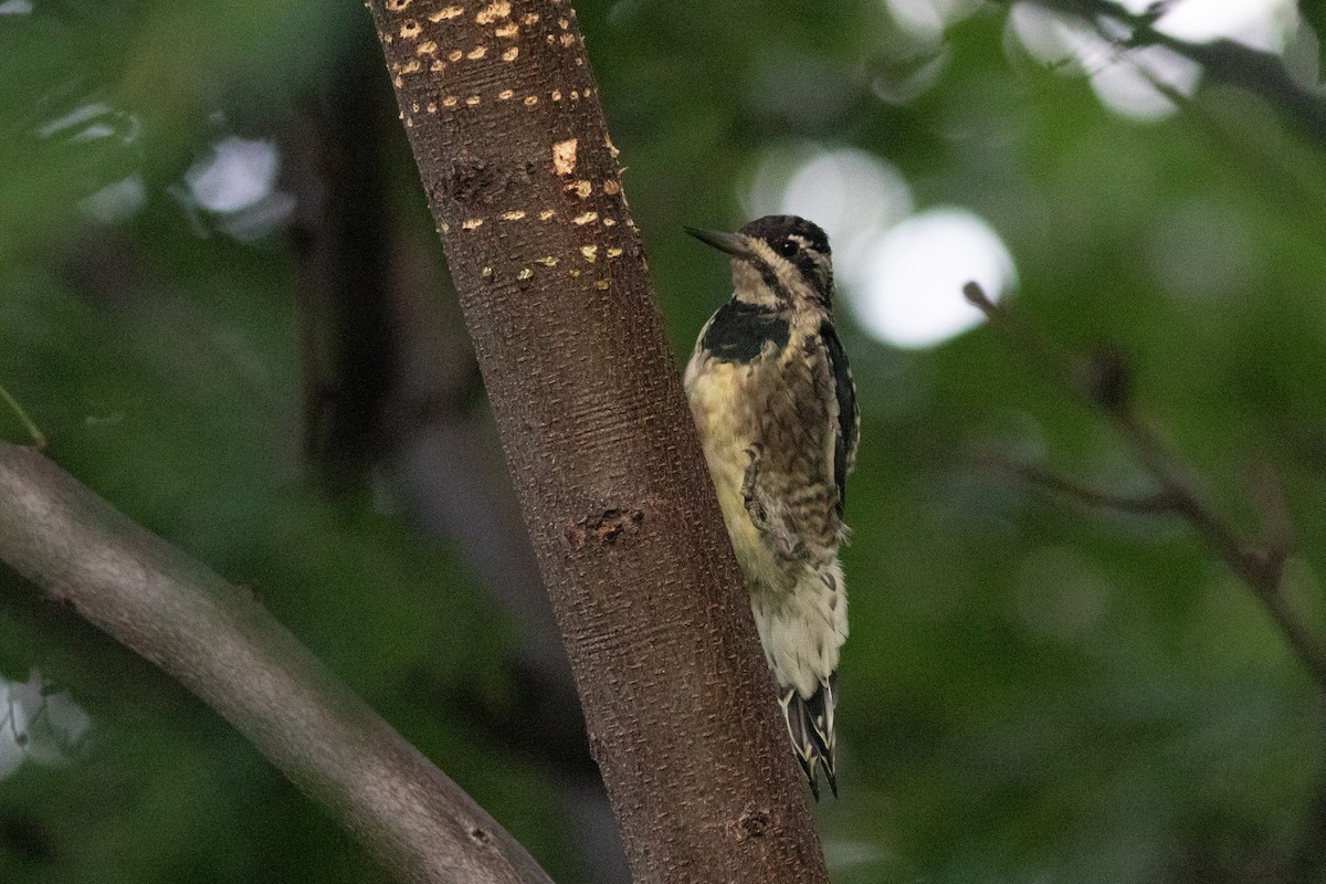 Yellow-bellied Sapsucker - ML641600617