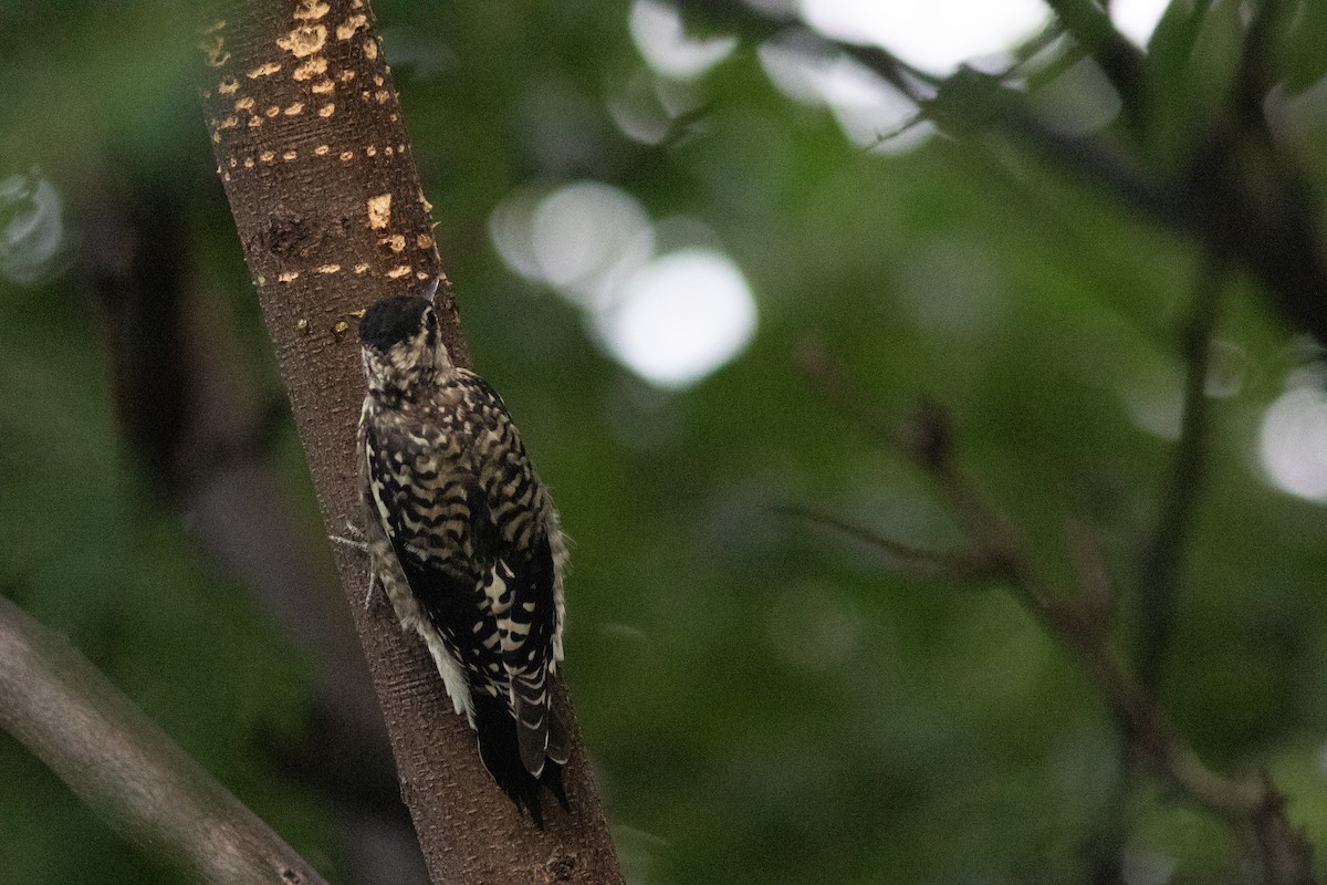 Yellow-bellied Sapsucker - ML641600618