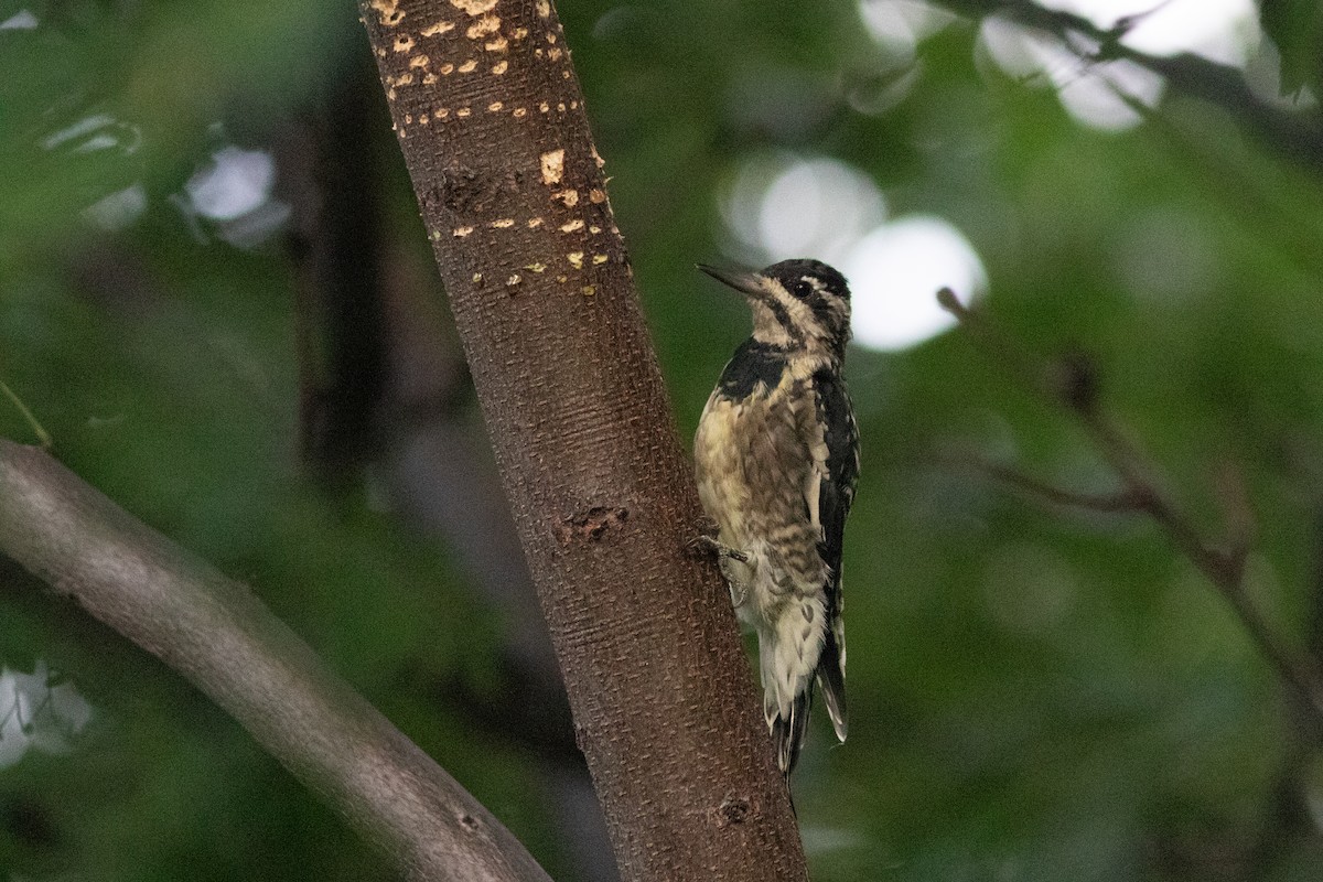 Yellow-bellied Sapsucker - ML641600619