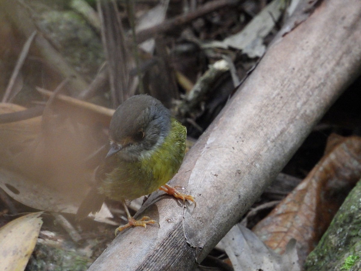 Pale-yellow Robin - ML641600620