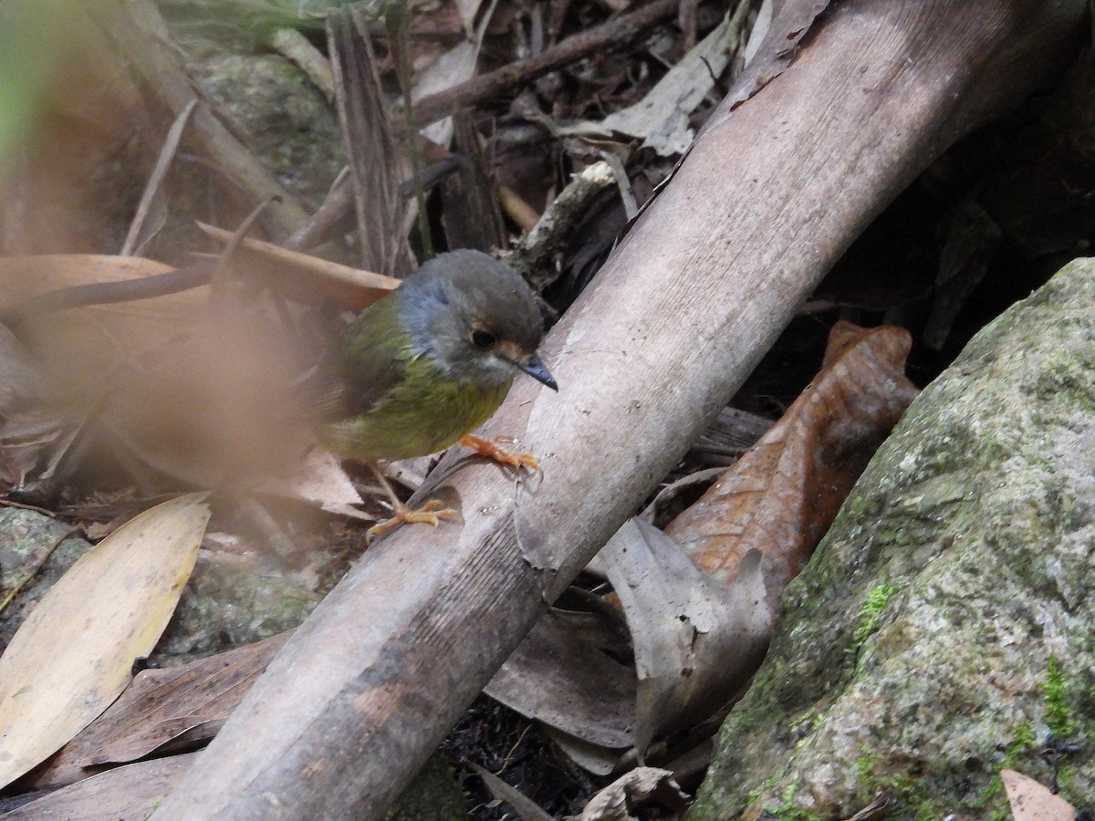 Pale-yellow Robin - ML641600621